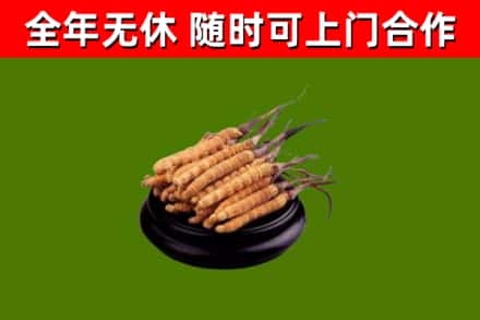 长寿回收冬虫夏草